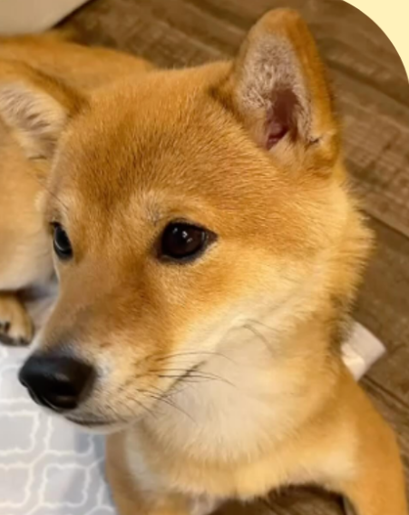 食べムラの改善前のこむぎちゃんの写真